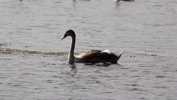 Schwanenbucht auf einem See — Stockvideo