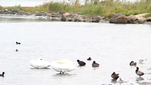 Covey of swans on a lake — Stock Video