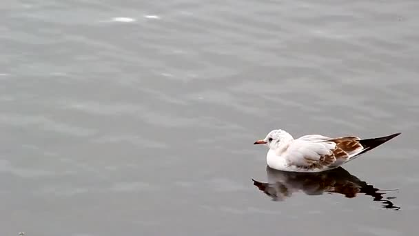 Möwe schwimmt auf einem See — Stockvideo