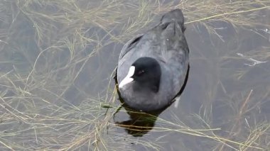 Macar bir gölde yüzen