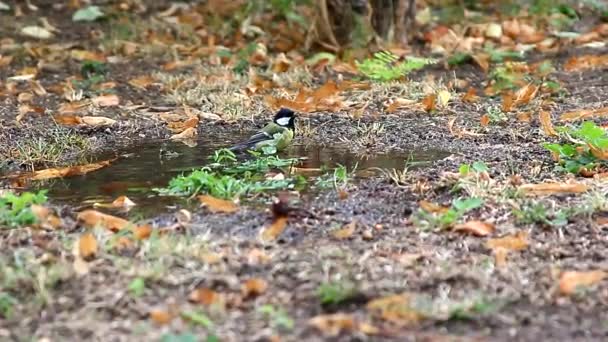 Chickadee in einem Pool gebadet — Stockvideo