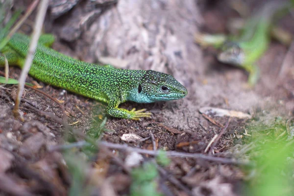 Lizard in the woods — Stock Photo, Image