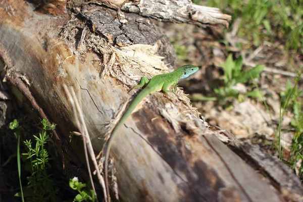 Kertenkele ormanda — Stok fotoğraf