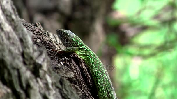 Lizard on a tree in wild nature — Stock Video