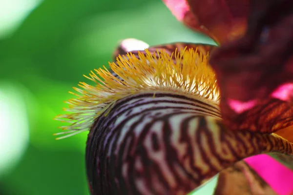 Iris flower closeup in the garden — Stock Photo, Image