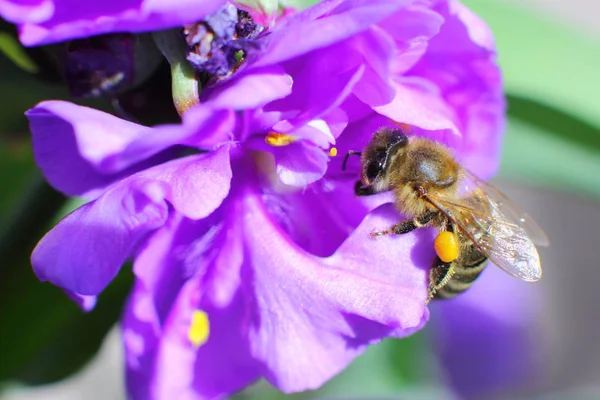 Abelha em uma flor perto Imagens De Bancos De Imagens