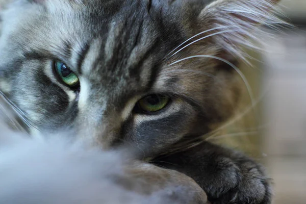 Maine Coon Green Eyes — Stock Photo, Image