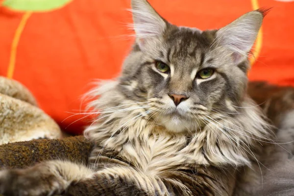 Maine Coon Com Olhos Verdes Fotos De Bancos De Imagens