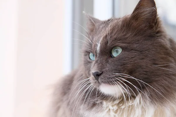 Retrato Gato Fofo Bonito — Fotografia de Stock