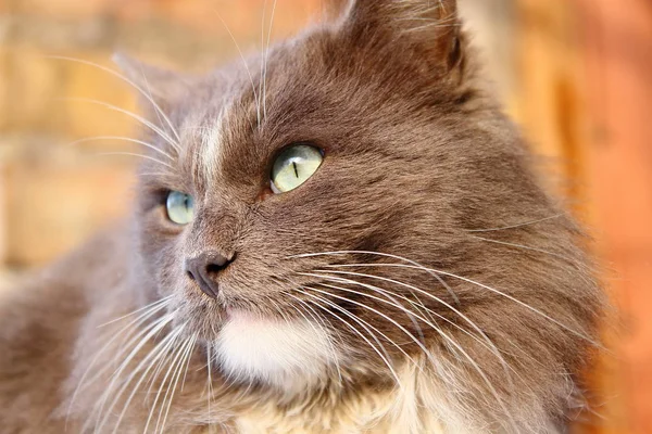 Güzel Kabarık Kedi Portresi — Stok fotoğraf