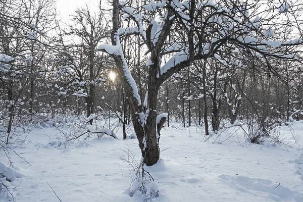 Kış orman, ağaçlarda kar için.