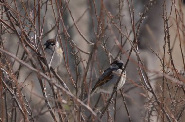 Dallarda oturan soğuk rüzgarda serçeler karıştırdı.