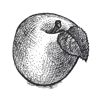 Vintage oyma tekniği Apple gerçekçi illüstrasyon. 