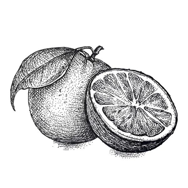 ロゴベクトルの手には ライムやレモンが描画されます 全体として 半分の部分をスライスして スケッチを残します 果物には イラストが刻まれています 詳細な柑橘類の図面 水のための偉大なデトックス ドリンク 自然派化粧品 ストックベクター C Olesia Agudova
