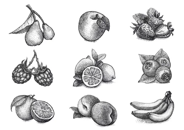 Ilustración realista de frutas y bayas en grabado vintage — Archivo Imágenes Vectoriales