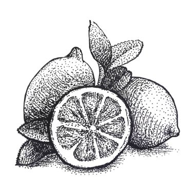 Limon vintage oyma tekniğinde gerçekçi illüstrasyon.
