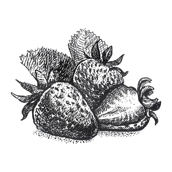 Illustration réaliste de la fraise en technique de gravure vintage — Image vectorielle