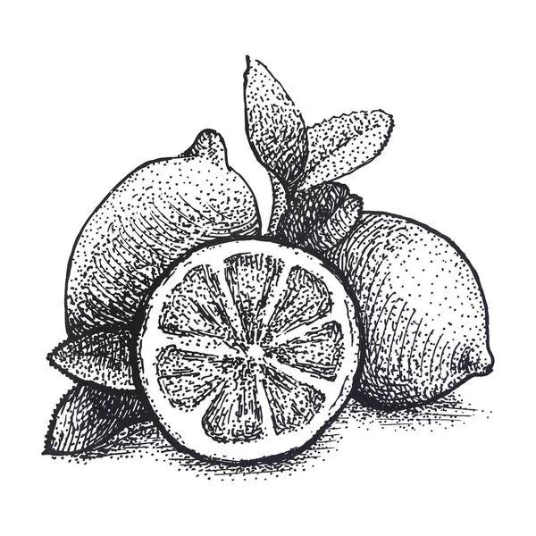 ロゴベクトルの手には ライムやレモンが描画されます 全体として 半分の部分をスライスして スケッチを残します 果物には イラストが刻まれています 詳細な柑橘類の図面 水のための偉大なデトックス ドリンク 自然派化粧品 ストックベクター C Olesia Agudova