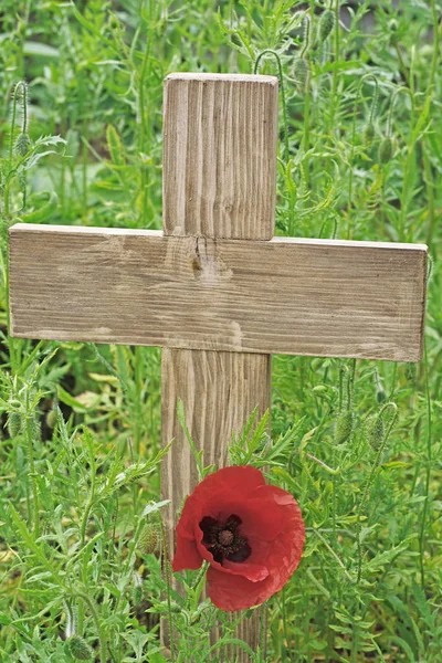 Remembrance day a poppy and a wooden cross - A wooden cross standing upright with a single poppy growing at it\'s base and green foliage in the background