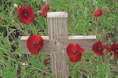 Poppy bir anma günü ve ahşap bir çapraz - arka planda bu temel ve yeşil yaprakları etrafında büyüyen haşhaş ile ahşap çapraz ayakta dik