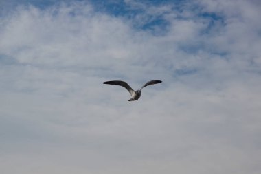 Vigo, Vigo, Galicia, Ispanya 'nın üzerinde uçan korkutucu martı