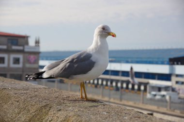 Seagull Vigo, Vigo, Galicia, SP Limanı yakınında duvarda kalmak