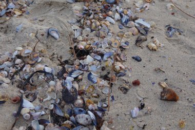 Kabukları Vao kumlu plaj Vigo, Vigo, Galiçya, İspanya