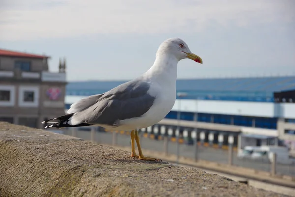 Seagull Vigo, Vigo, Galicia, SP Limanı yakınında duvarda kalmak