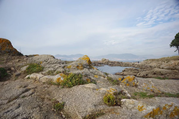 Atlantic flora nära Samil beach i Vigo, Vigo, Galicien, Spanien — Stockfoto