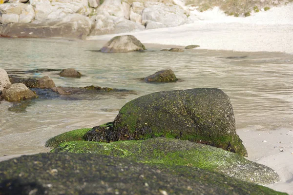 Deep beach Vigo, Vigo, Galiçya, İspanya yakınındaki Atlantik flora