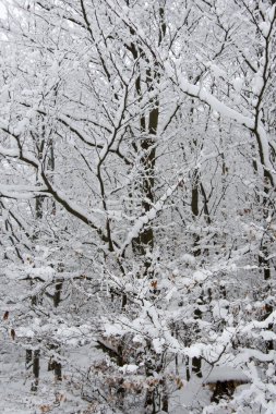 Çek dağlarda Bila, taze kar tarafından çek kaplı orman