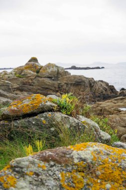 Vigo, Galiçya Atlantik Okyanusu kıyısında Galiçyaca flora