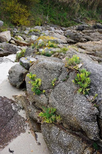 Vigo, Galiçya Atlantik Okyanusu kıyısında Galiçyaca flora