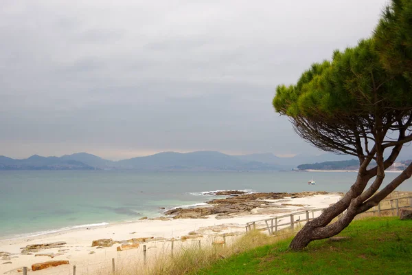 Tall på Fontaina beach, Vigo, Galicien, Spanien — Stockfoto
