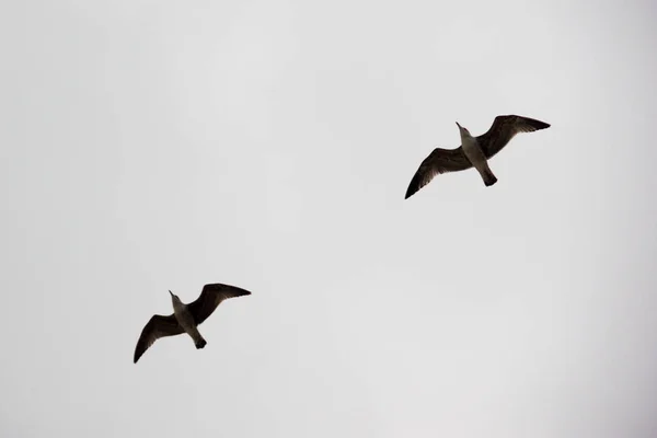 Escuadrón de gaviotas en el cielo sobre la playa de Samil, Vigo, Galicia , — Foto de Stock