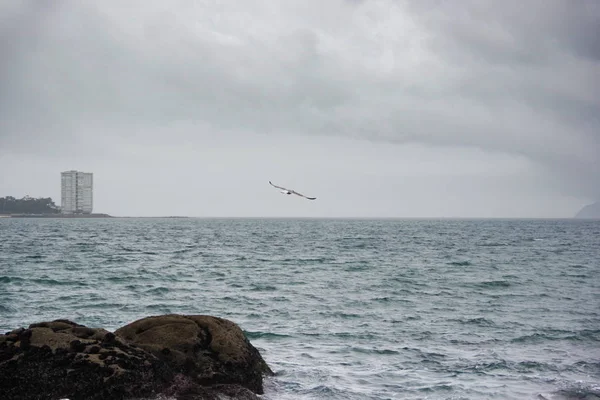 Atlantic Coast, Vigo, Galiçya, Spai bulutlu gökyüzü üzerinde martı