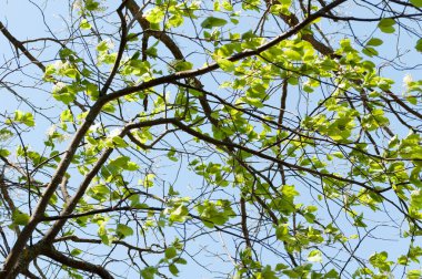 Genç yaprakları olan bir ağacın dalları ve açık mavi bir gökyüzünün arka planında filizlenir. Ağaç sulu, genç bir büyüme gösteriyor. Bahar çekimleri.