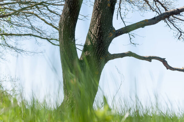 a tree trunk against a blue spring or summer sky. in the foreground green juicy grass-blurred foreground. walking in the woods or in the Park