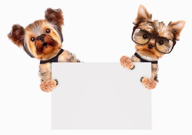 Komik köpekler beyaz başlık sayfası veya poster holding