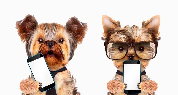 有趣的狗抱着平板电脑或手机 — 图库照片