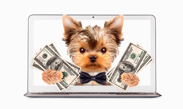 Funny dogs sitting inside laptop. Business concept — Stock Photo, Image