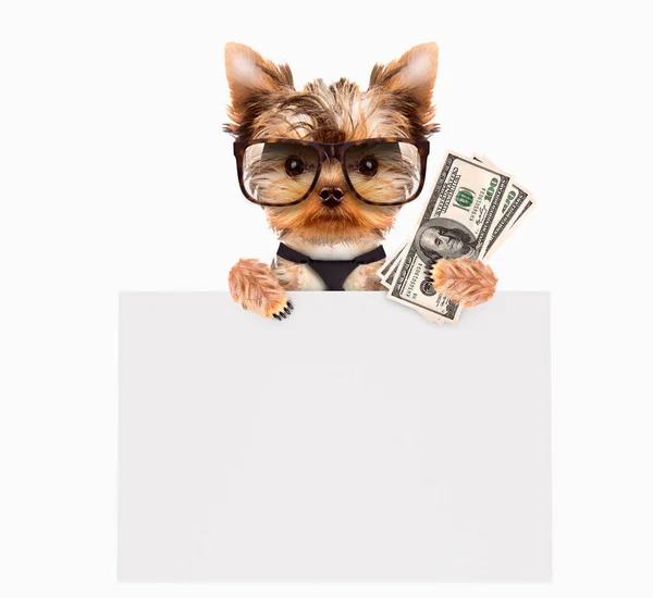 Perros divertidos sosteniendo paquetes de dinero y pancarta —  Fotos de Stock