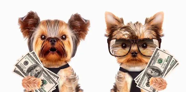 Funny psi držení balíky peněz — Stock fotografie