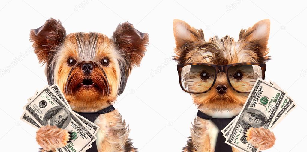 Funny dogs holding bundles of money — Stock Photo © boule1301 144221311