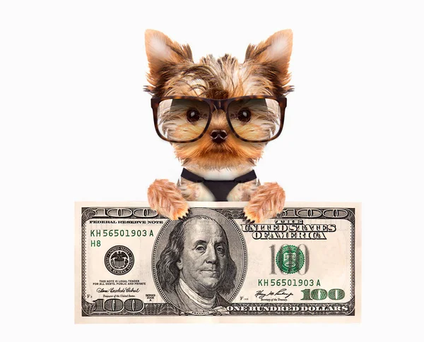お金の束を持って面白い犬 — ストック写真