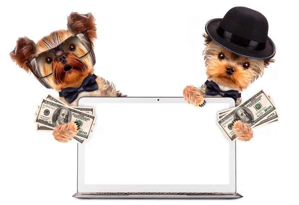 Perros graciosos sentados detrás del portátil. Concepto empresarial — Foto de Stock