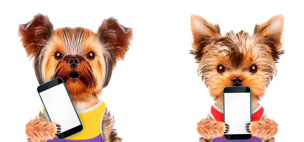 Komik köpekler tablet ile beyaz perde holding — Stok fotoğraf