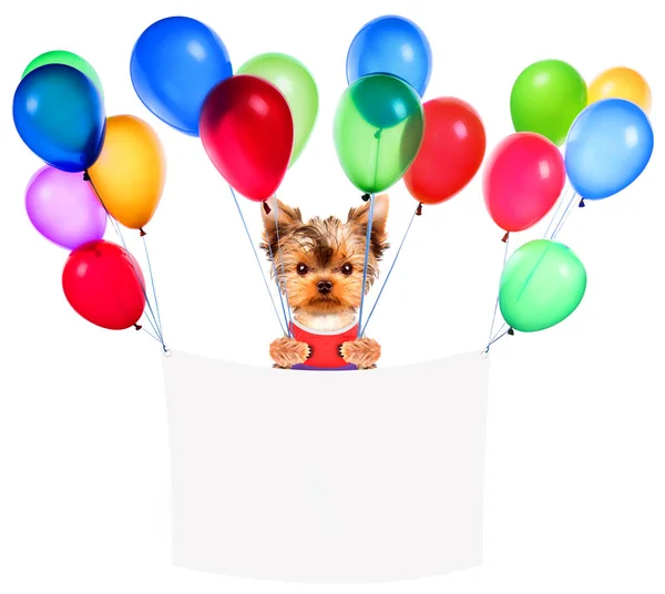 Lustige Hunde mit weißer Fahne und Luftballons — Stockfoto