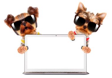 Komik köpekler laptop içinde oturuyor. Ağ kavramı