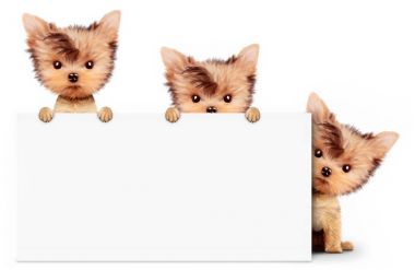 Komik köpek boş afiş, üzerinde beyaz izole holding